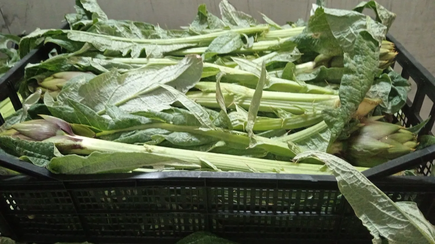 Carciofi Spinoso Sardo in cassetta
